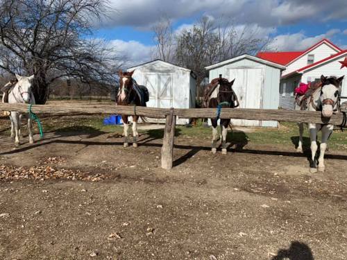 Four horses tied to a wooden fence, with two small sheds and a house in the background under a partly cloudy sky.