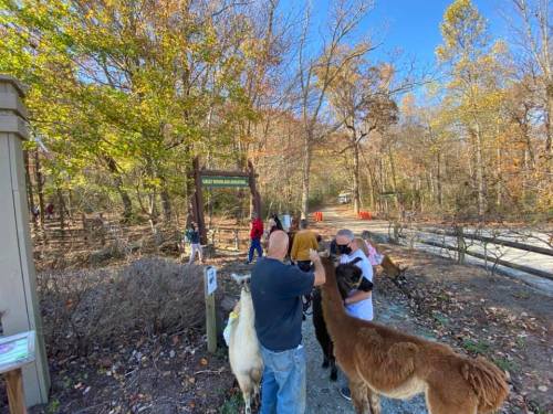 Visitors interact with llamas at a nature park entrance surrounded by autumn foliage.