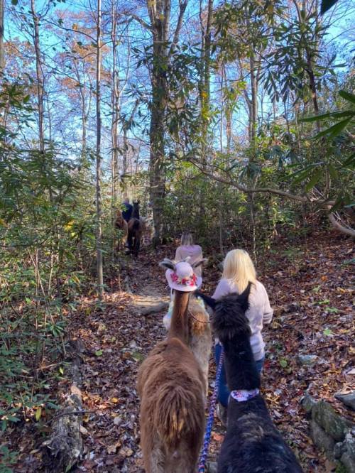 A group of people walking with llamas through a wooded area, surrounded by trees and autumn leaves.