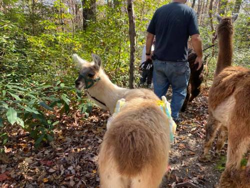 A person walks through a wooded area with two llamas, one wearing a colorful harness, surrounded by autumn foliage.