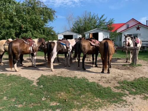 A group of saddled horses gathered in a yard near a barn and a house with a red roof and a star decoration.