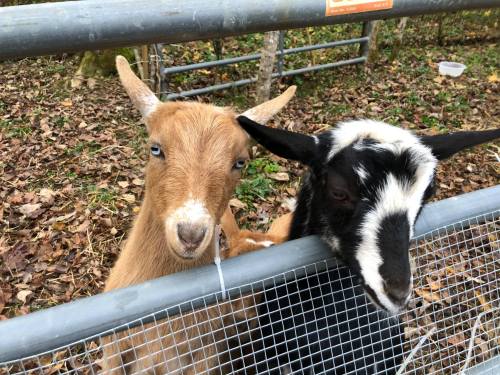 Two goats, one brown and one black and white, curiously peering over a fence in a wooded area.