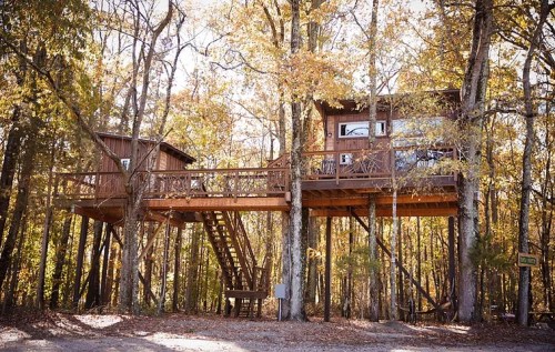 A wooden treehouse nestled among autumn trees, featuring a staircase and large windows.