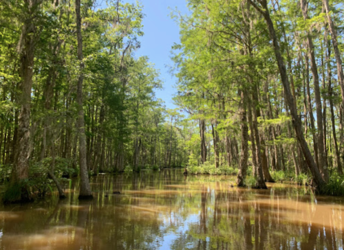 Lush green trees surround a calm, reflective swamp with still water under a clear blue sky.