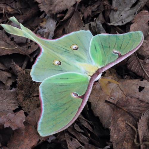 A green moth with large wings rests on a bed of brown leaves, showcasing its intricate patterns and eye spots.