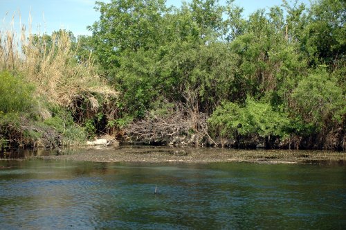 Lush greenery and shrubs line the banks of a calm river under a clear blue sky.
