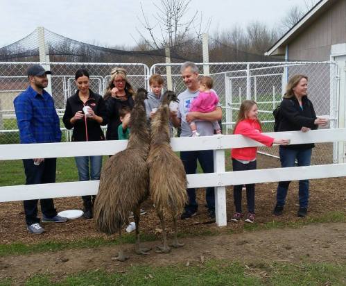 A group of people, including children, interact with two emus at a petting zoo behind a white fence.