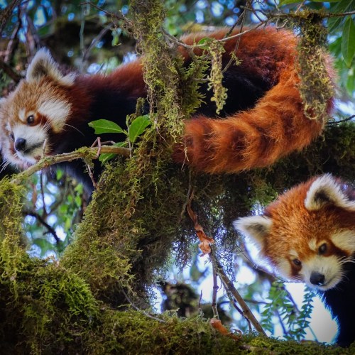 Two red pandas resting on a tree branch, surrounded by green leaves and moss.