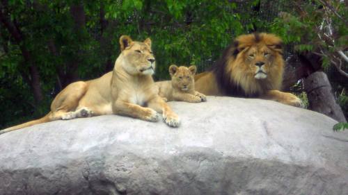 A lion, lioness, and a cub resting together on a large rock surrounded by greenery.