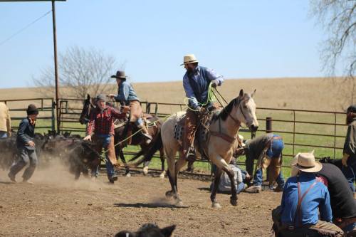 A cowboy on a horse herds cattle while others assist in a ranch setting on a sunny day.