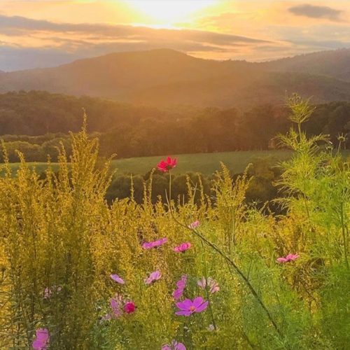 A scenic landscape at sunset, featuring rolling hills and vibrant wildflowers in the foreground.