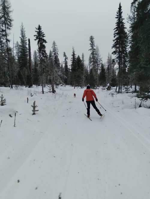 A person skiing on a snowy trail surrounded by tall trees, with a dog following behind.