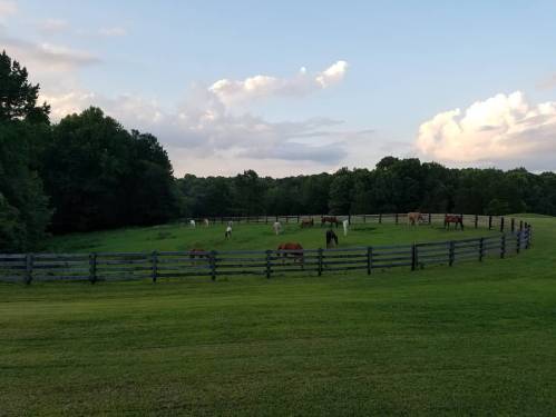A peaceful pasture with horses grazing, surrounded by a wooden fence and lush green trees under a cloudy sky.