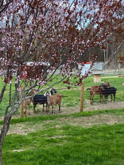 A group of goats stands near a fence, surrounded by green grass and blooming cherry blossom trees.