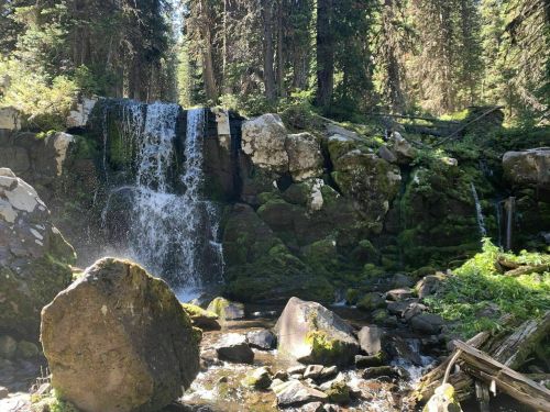 A serene waterfall cascades over rocks, surrounded by lush greenery and tall trees in a tranquil forest setting.