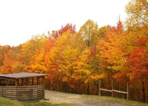 Vibrant autumn trees in shades of orange, yellow, and red line a dirt path near a wooden structure.