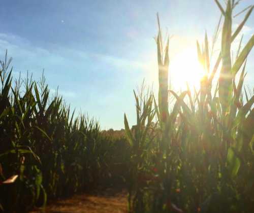 Sunlight filters through tall corn plants in a field, creating a warm, golden atmosphere.