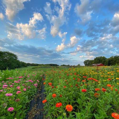 A vibrant field of flowers in bloom under a blue sky with fluffy clouds, surrounded by green trees and farmland.