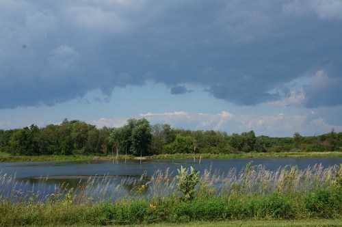 A serene lake surrounded by lush greenery and tall grasses under a cloudy sky.
