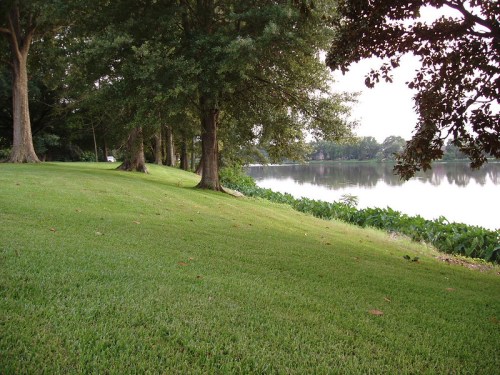 Lush green lawn by a calm lake, bordered by trees and plants, reflecting a serene natural landscape.