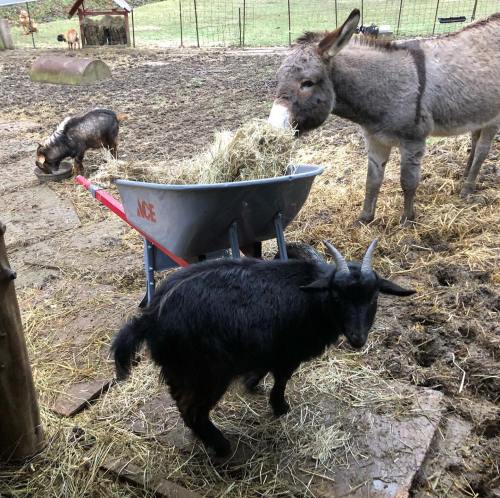 A black goat and a donkey near a wheelbarrow filled with hay in a muddy farmyard.