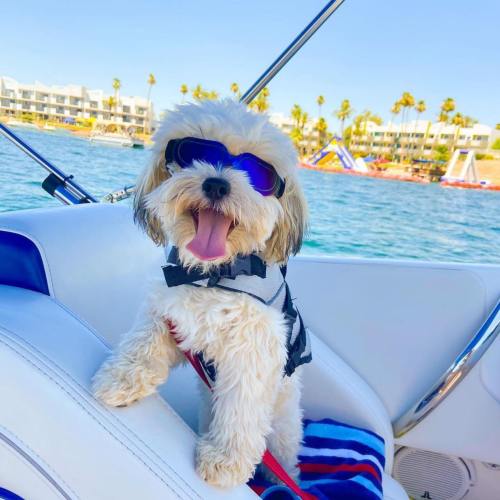 A fluffy dog wearing sunglasses sits on a boat, enjoying a sunny day by the water with palm trees in the background.