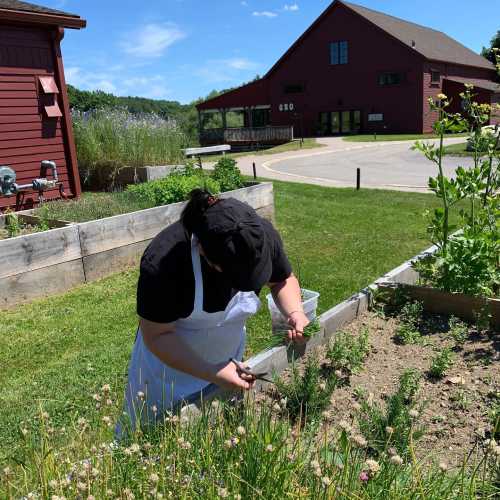 A person in a white apron tends to a garden, trimming plants near a wooden raised bed on a sunny day.