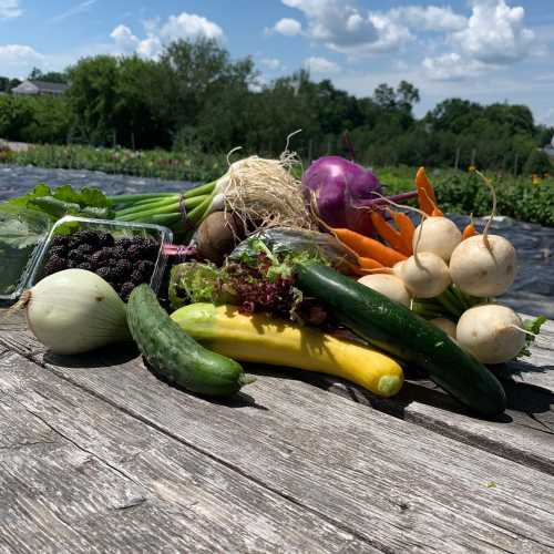 A variety of fresh vegetables and fruits, including cucumbers, radishes, and blackberries, on a wooden surface outdoors.