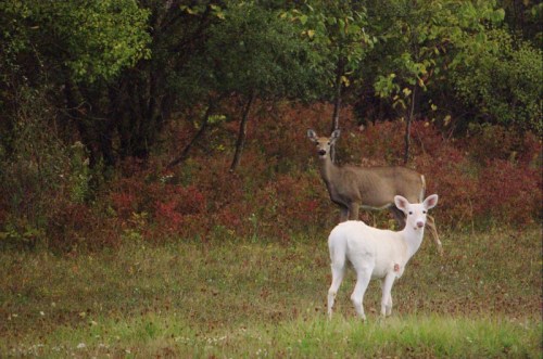 A white deer stands in a grassy area, with a brown deer in the background among trees and colorful foliage.