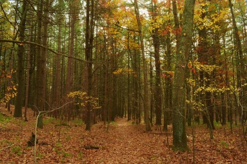 A serene forest path surrounded by tall trees with autumn leaves in shades of yellow, orange, and red.
