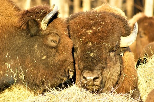 Two bison nuzzle each other while resting on a bed of hay in a sunlit setting.