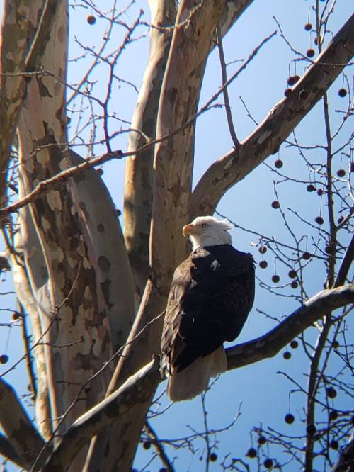 A bald eagle perched on a branch of a tree, with a clear blue sky in the background.