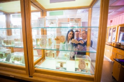 Three people stand in front of a display case filled with preserved specimens in a museum or educational setting.