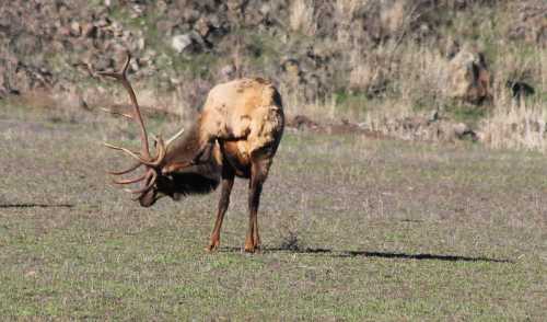 A deer with antlers bends down in a grassy field, surrounded by rocky terrain and sparse vegetation.