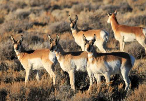 A group of pronghorn antelope standing in a grassy field, with some looking towards the camera.