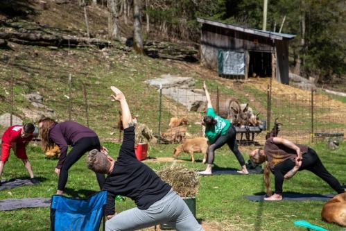 A group of people practicing yoga outdoors on a farm, surrounded by goats and a rustic barn in the background.