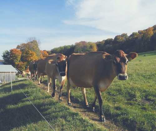 A line of brown cows walking along a grassy path with colorful autumn trees in the background.