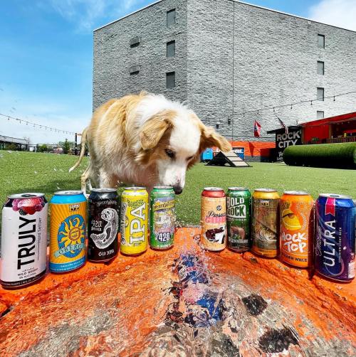 A dog curiously inspects a row of colorful beer cans on a sunny day in a grassy outdoor area.