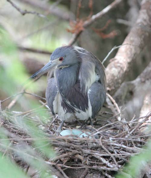 A gray heron sits on a nest with eggs, surrounded by branches and greenery.