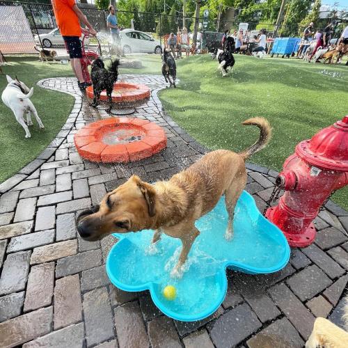 A playful dog splashes in a blue water pool at a dog park, with other dogs running and playing in the background.