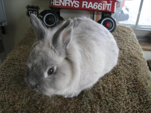 A fluffy gray and white rabbit sitting on a textured surface, with a window and a toy in the background.