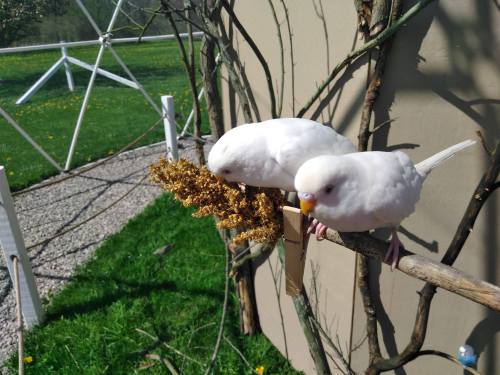 Two white budgerigars perched on a branch, pecking at a golden treat in a sunny outdoor setting.