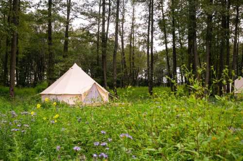 A white tent nestled in a lush green forest, surrounded by wildflowers and tall trees.