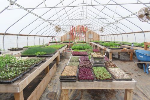 A greenhouse filled with various trays of seedlings and plants on wooden tables, with fans and a wheelbarrow in the background.