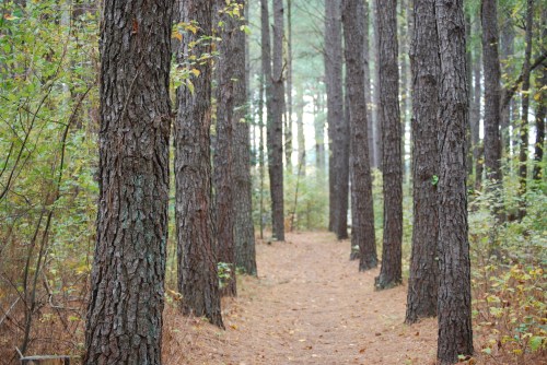 A serene forest path lined with tall trees, surrounded by autumn foliage and a carpet of fallen leaves.