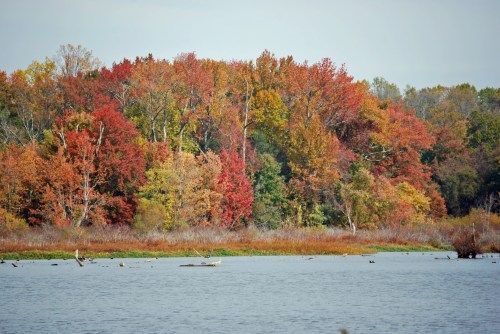 A serene lake scene with vibrant autumn foliage reflecting in the water, showcasing red, orange, and yellow trees.