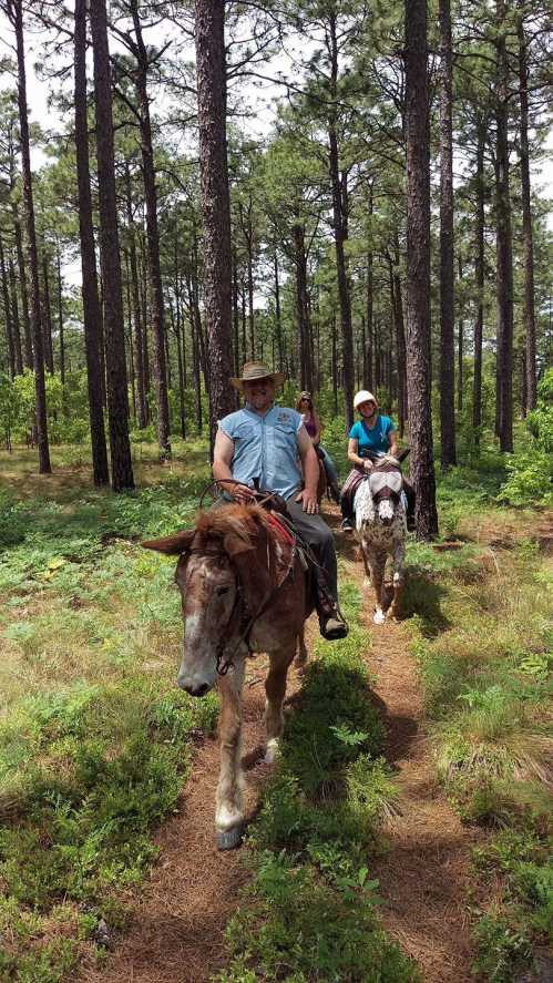 Two people riding horses on a forest trail surrounded by tall trees and greenery.