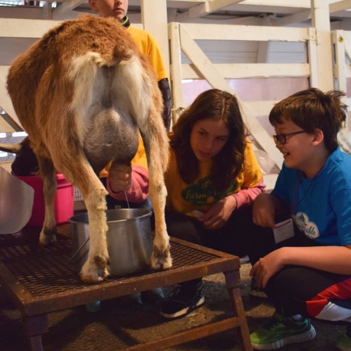 A group of children observing and participating in goat milking at a farm.