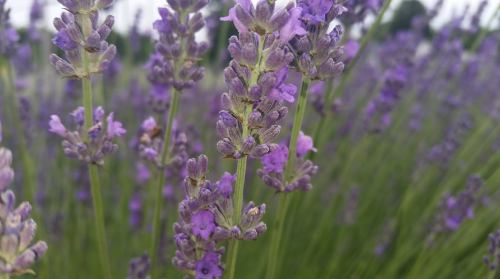 Close-up of vibrant purple lavender flowers in a field, with green stems and a soft, blurred background.