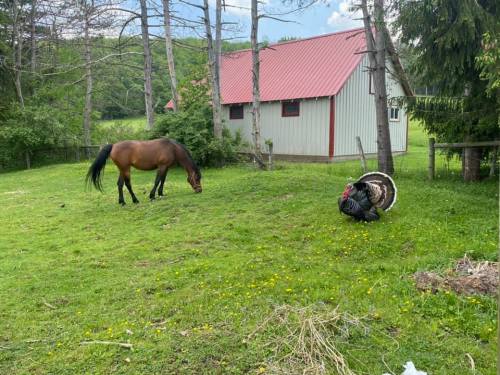 A brown horse grazes in a green field near a turkey and a red-roofed barn surrounded by trees.